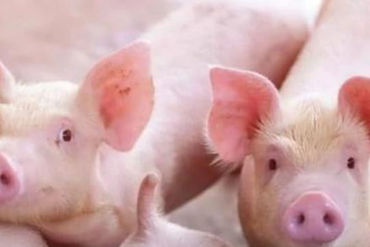 Dự báo giá heo hơi ngày 2/6/2025: Động lực nào đang dẫn dắt giá đầu tháng 6?