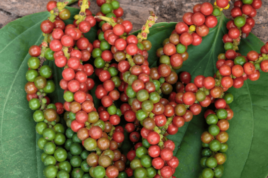 Dự báo giá tiêu ngày 2/6/2025: Thị trường trong nước sẽ còn dò đáy?