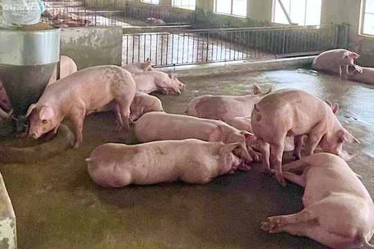 Giá heo hơi hôm nay 2/6: Đà tăng trở lại, liệu giá có vượt ngưỡng mới?