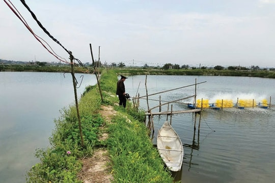 Đầu tư hàng trăm triệu, nông dân Huế “chắt nước làm vàng” giữa vùng quê, mỗi vụ thu lợi nhuận tới gần cả tỷ đồng