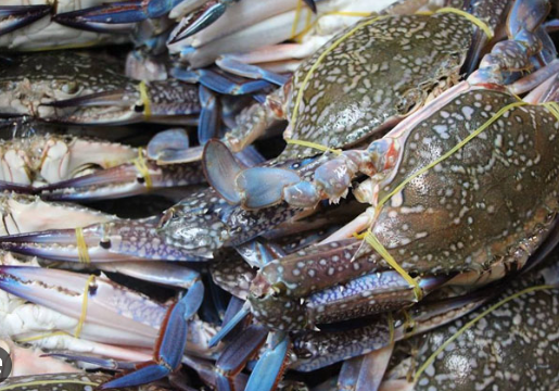 Một ‘kho vàng’ dưới nước của Việt Nam vừa thu về hơn 113 triệu USD: 21 thị trường ‘đặt gạch’ mua hàng, Trung Quốc, Mỹ đều là khách ruột