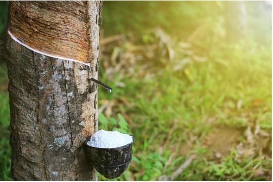 Khó khăn kép từ trong nước đến xuất khẩu, một doanh nghiệp cao su dự kiến lợi nhuận giảm