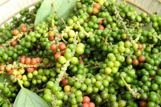 Dự báo giá tiêu ngày 3/6/2025: Đà giảm đã chững, liệu có tín hiệu hồi phục?