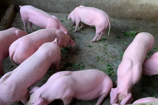 Dự báo giá heo hơi ngày 3/6/2025: Giá sẽ tăng hay chững lại?