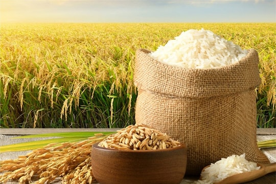 Giá lúa gạo hôm nay 3/6: Nội địa giữ giá, xuất khẩu sang Mỹ “vượt sóng” trước thuế mới