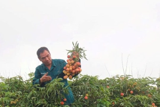 Nghĩ lớn làm lớn, nông dân Hải Dương bội thu nhờ giống "đặc sản quý giá", thương lái về tận nhà để mua, tiền thu được đếm không xuể