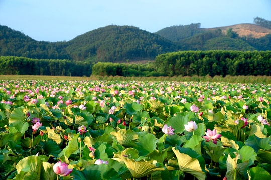 Nông dân Sóc Trăng không chọn lúa, chọn thứ “nở ra là có tiền” và bán khắp miền Tây, mỗi mùa vụ lãi đến vài trăm triệu