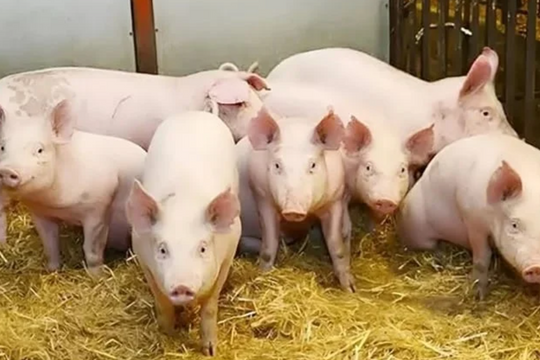 Dự báo giá heo hơi ngày 4/6/2025: Miền Bắc có vượt mốc 70.000 đồng/kg?