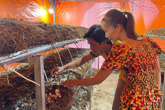 Không cần ruộng rộng, nông dân An Giang sống khỏe nhờ nuôi thứ "đội mũ trên đầu", tiền lãi thu được cao không ngờ