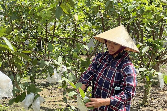 Từ khu vườn lộn xộn, nông dân xứ Thanh "dọn dẹp sạch sẽ", kiếm ngay nửa tỷ/năm nhờ đột phá trong cách nghĩ cách làm