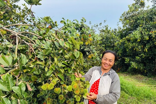Từng chỉ trồng để ăn, nông dân Long An mạnh dạn mở cửa vườn "trái giải nhiệt", giờ mỗi mùa chín là một mùa sinh lời cao