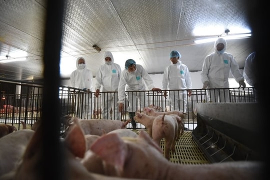 Nhóm cổ phiếu này vừa thổi thêm sức nóng vào câu chuyện chất lượng thịt heo