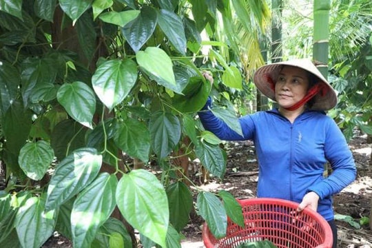 Bỏ cà phê, bỏ tiêu, nông dân Đắk Lắk dành 4 năm ròng rã để nuôi giống cây "triệu phú", giờ hái trái ngọt nửa tỷ đồng mỗi năm