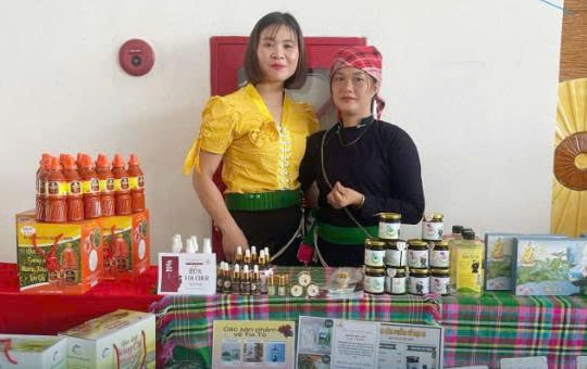 Không còn là cây mọc dại sau vườn, một hợp tác xã vùng cao ở Lào Cai âm thầm biến dược liệu bản địa thành thương hiệu tiền tỷ