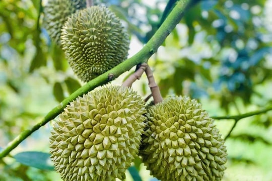 Giá sầu riêng hôm nay 5/6: Sầu Thái đẹp giữ giá cao, đơn hàng đông lạnh sang Trung Quốc sôi động