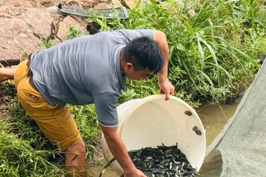 Nông dân Hải Dương bỏ trắm, bỏ trôi để làm giàu với thứ “lạ mà không mới”, bất ngờ với khoản lãi cả tỷ đồng