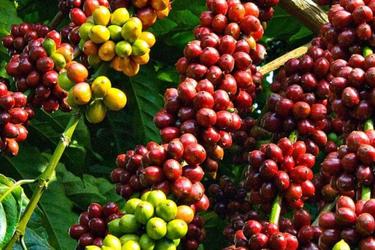 Dự báo giá cà phê ngày 6/6/2025: Liệu có hồi phục?