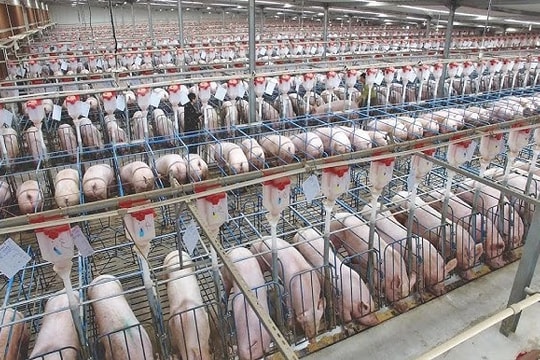 Một doanh nghiệp Việt muốn xây “chung cư” cho heo, áp dụng cả trí tuệ nhân tạo