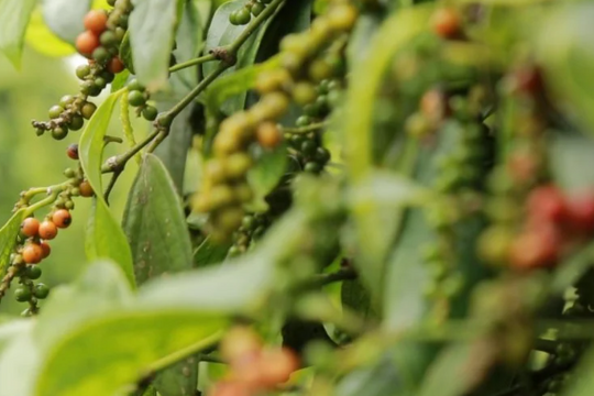 Dự báo giá tiêu ngày 6/6/2025: Ổn định hay khởi sắc?