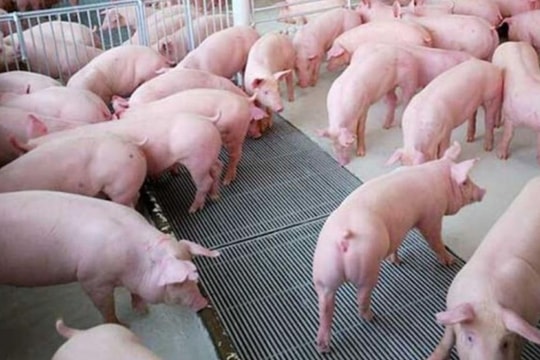 Giá heo hơi hôm nay 6/6: Nhà chăn nuôi có nên “giữ hàng” chờ giá mới?