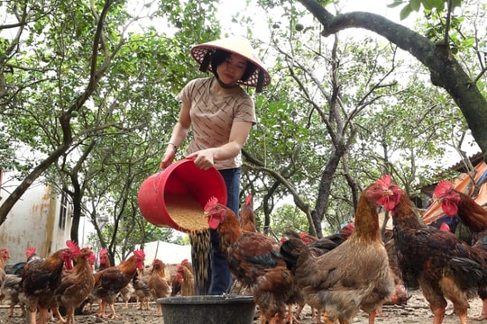 Giữa sương mù miền núi, nông dân Hòa Bình biến hóa giống đặc sản thành "thương hiệu vàng", tiền bỏ vào túi đều tay