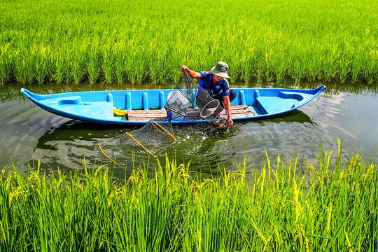 Không cam chịu thất bát, nông dân Cà Mau "đẻ vàng" từ kỹ thuật dèo giống kỳ lạ, mô hình mới giúp thu hàng trăm triệu/vụ