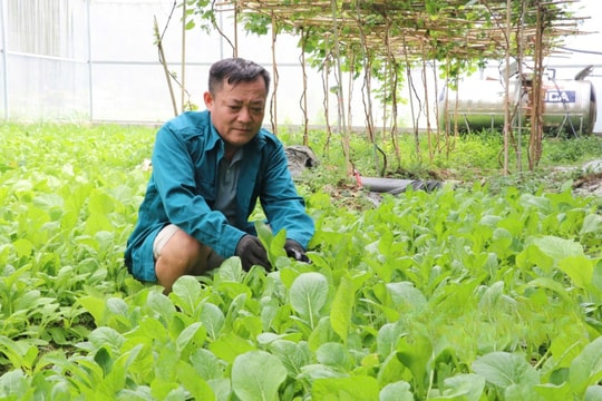Tự tìm được lối đi riêng, nông dân Lạng Sơn làm giàu nhờ việc "gánh đủ thứ", nhờ đó mà thu nhập lên đến cả nửa tỷ đồng