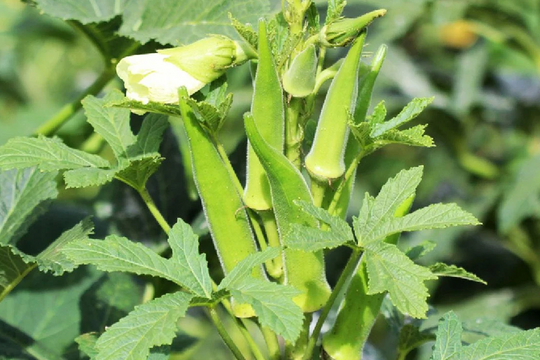 Không chỉ làm đẹp dáng, loại rau này còn giúp kéo dài tuổi thọ, tốt cho tim: Giá vài nghìn đồng