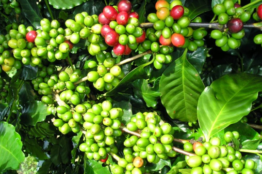 Dự báo giá cà phê ngày 7/6/2025: Tiếp tục tăng nhẹ hay chững giá?