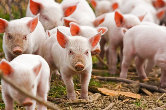 Dự báo giá heo hơi ngày 7/6/2025: Liệu cuối tuần có điều chỉnh mới?