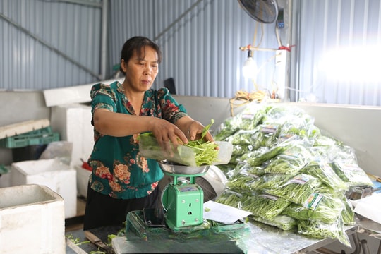 Bỏ lúa, dựng lều, gắn ống nước, nông dân Hà Nam làm điều chưa từng có, giờ đổi đời, thu nhập tăng vọt