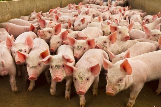 Giá heo hơi hôm nay 7/6: Miền Nam cao nhất 75.000 đồng/kg