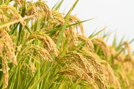 Giá lúa gạo hôm nay 7/6: Đi lên, xuất khẩu duy trì đà tăng tốt