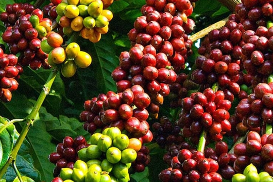 Dự báo giá cà phê ngày 8/6/2025: Liệu đà tăng có bền vững?