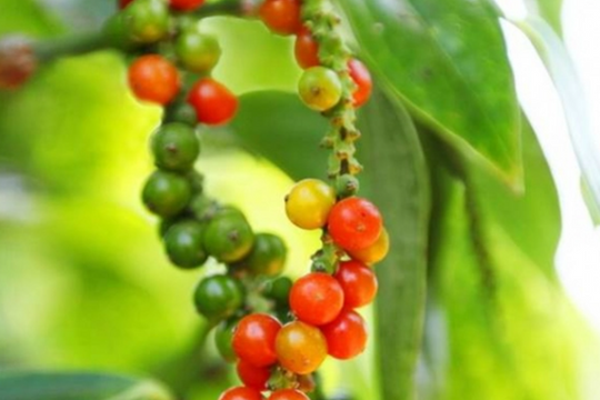 Dự báo giá tiêu ngày 8/6/2025: Liệu đà tăng sẽ có còn duy trì?