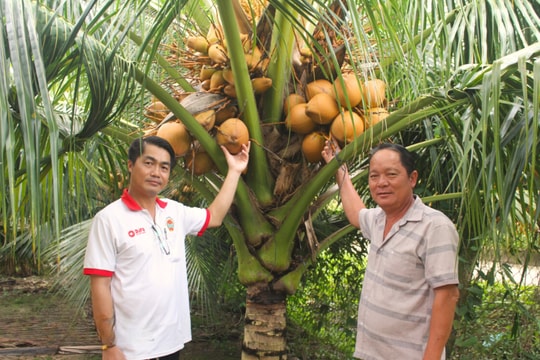 Từng chặt bỏ vườn dừa, nay nông dân Bến Tre quay lại sống khỏe nhờ giống quả kỳ lạ, thu nhập lên đến 9 con số mỗi năm