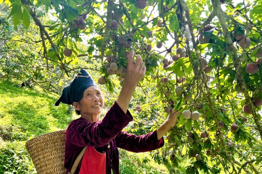 Nông dân Lai Châu biến thứ đặc sản thành "kho vàng", làm giàu với thu nhập khủng mỗi vụ thu hoạch