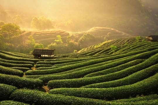 Vùng đất “đệ nhất danh trà” xây tổ đón đại bàng