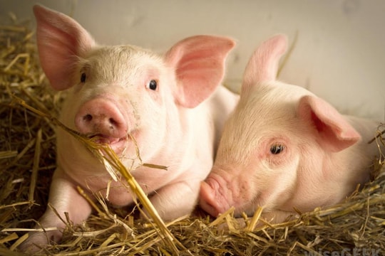 Giá heo hơi hôm nay 9/6: Miền Nam chững đỉnh, thị trường đang chờ sóng mới?