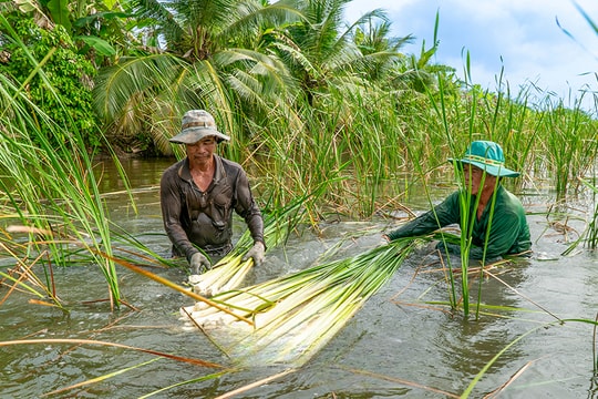 Với bí kíp "thoát nghèo làm giàu", nông dân Cà Mau nâng tầm đặc sản quê nhà, thu nhập ổn định hàng trăm triệu