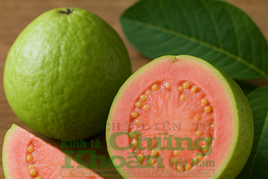 Không ngờ trái ổi nhỏ bé lại có "nội lực" lớn thế này