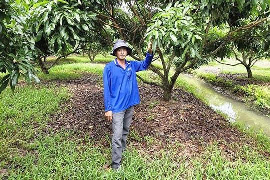 Không trồng lúa, nông dân Hậu Giang chọn lối đi riêng trên mảnh đất nhỏ, trồng giống trái kỳ lạ nhưng thu nhập cả bạc tỷ