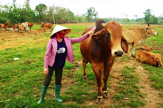 Bỏ nghề cũ và đầu tư vào 2 con bò, nông dân Quảng Bình giờ dựng cả cơ ngơi từ "công thức" riêng, tiền lãi mỗi năm hàng trăm triệu