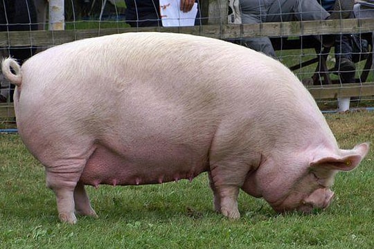 Giá heo hơi hôm nay 10/6: Nhà chăn nuôi chờ cơ hội mới khi giá đứng vững