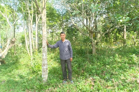 Chán ngô, chán sắn, nông dân Đắk Lắk chuyển sang trồng loại cây "của giới đại gia”, giờ mỗi vụ thu hoạch lãi đến hàng trăm triệu