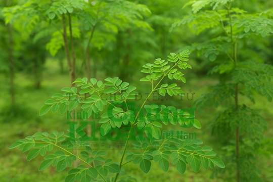 Tưởng sữa là “vua” canxi, hóa ra thua loại rau Việt trồng ngay góc vườn, còn giúp ngừa ung thư