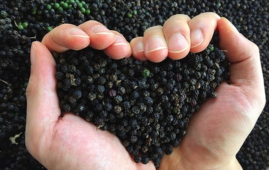 Giá tiêu hôm nay 10/6: “Đứng giá” chờ tín hiệu từ xuất khẩu?