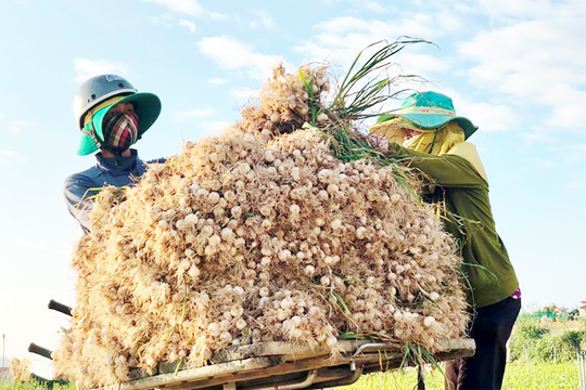 Áp dụng công nghệ "dẫn thủy bằng trí tuệ" giúp nông dân huyện đảo Lý Sơn hưởng lợi kép