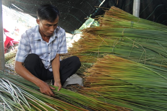 Tự mày mò, tự thiết kế, nông dân Long An biến giống cây "kỳ lạ" ven sông thành thương hiệu riêng, lợi nhuận thu về cao ngất ngưởng