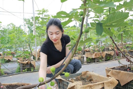 Không còn chỉ trồng rau , nông dân Sơn La nay nhân giống cây “vừa lạ vừa đắt”, doanh thu mang về tính bằng tiền trăm tiền tỷ